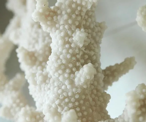 Armalot By Julia De Panne